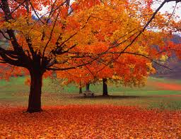 Tips to enjoy fall and avoid suffering from fall allergies