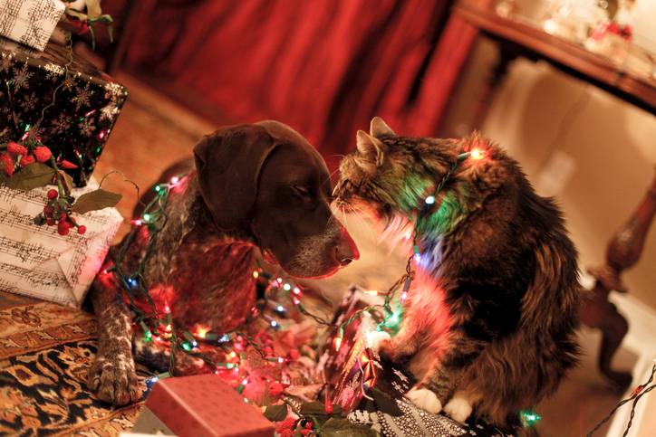 10 Holiday Hazards For Pets