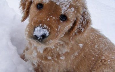 Nine tips to keep your pet comfortable and safe this winter
