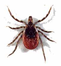 Are you ready for the tick invasion? Here’s what you need to know.