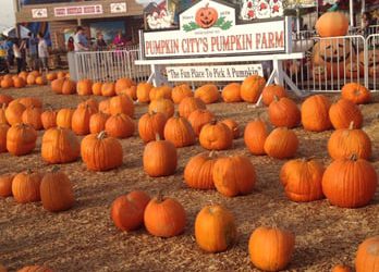 Washing your hands can lead to a great time at the pumpkin farm