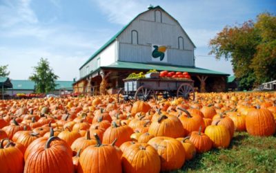 10 tips for your next trip to the pumpkin patch