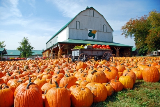 10 tips for your next trip to the pumpkin patch