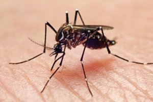 Tips to survive the mosquito explosion