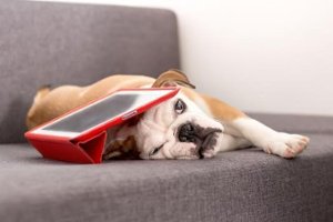 Smart home technology for pets