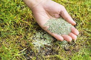 Tips for reseeding bare spots in your lawn this spring